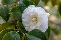 Tuinplant.nl Camellia