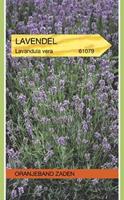 Tuinplant.nl Lavendel