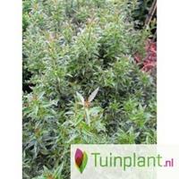 Tuinplant.nl Ananashulst op stam