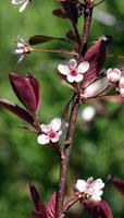 Tuinplant.nl Sierpruim / Sierkers