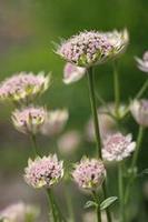 Tuinplant.nl Zeeuws knoopje