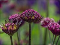 Tuinplant.nl Zeeuws knoopje