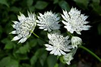 Tuinplant.nl Zeeuws knoopje