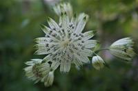 Tuinplant.nl Zeeuws knoopje