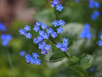 Tuinplant.nl Kaukasisch vergeet-mij-nietje