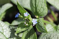 Tuinplant.nl Kaukasisch vergeet-mij-nietje