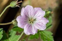 Tuinplant.nl Ooievaarsbek