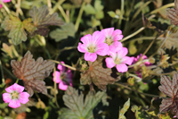 Tuinplant.nl Ooievaarsbek