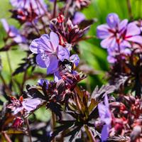 Tuinplant.nl Ooievaarsbek