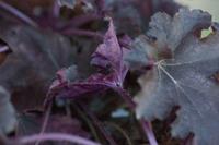 Tuinplant.nl Purperklokje