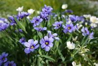 Tuinplant.nl Mini-iris