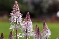 Tuinplant.nl Schuimbloem