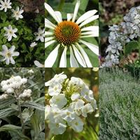 Tuinplant.nl Borderpakket wit