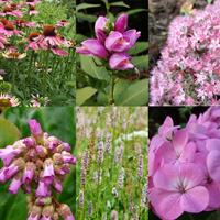 Tuinplant.nl Borderpakket roze