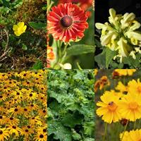 Tuinplant.nl Borderpakket Geel/oranje