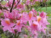 Tuinplant.nl Rhododendron roze