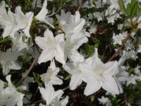 Tuinplant.nl Rhododendron wit
