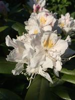 Tuinplant.nl Rhododendron