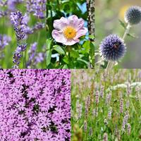 Tuinplant.nl Paars/roze Borderpakket