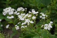 Tuinplant.nl Kaukasisch vergeet-mij-nietje