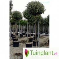 Tuinplant.nl Olijfwilg op stam