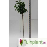 Tuinplant.nl Sering op stam