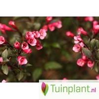 Tuinplant.nl Weigela op stam