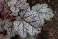 Tuinplant.nl Purperklokje