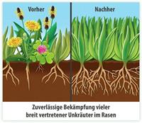 Compo Rasendünger »plus Unkrautvernichter«, Granulat, 3 kg