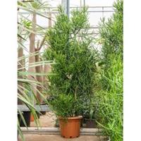 Plantenwinkel.nl Euphorbia Cactus Tirucalli 40 cm kamerplant