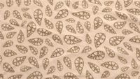 Zeltteppiche »Fleece Carpet Chinook Ursa«, ROBENS