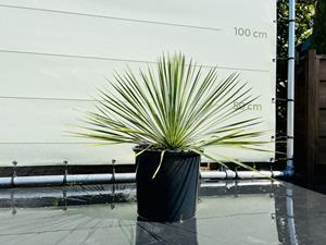 Tropictrees Palmboom - Yucca Rostrata