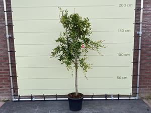 Tropictrees Citrusboom - Granaatappelboom