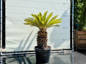 Tropictrees Palmboom - Cycas Revoluta
