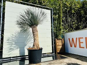 Tropictrees Palmboom - Yucca Rostrata