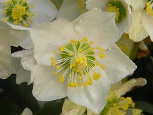 Tuinplant.nl Corsicaans Nieskruid