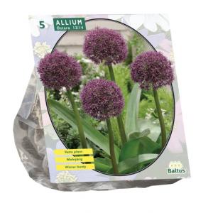 Baltus Bloembollen Baltus Allium Ostara bloembollen per 5 stuks