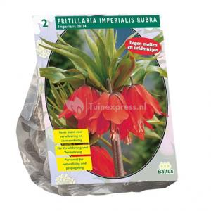 Baltus Bloembollen Baltus Fritillaria Imperialis Rubra bloembollen per 2 stuks