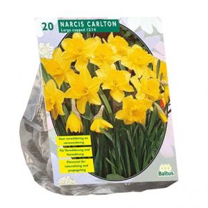 Baltus Bloembollen Baltus Narcis Carlton narcissen bloembollen per 20 stuks