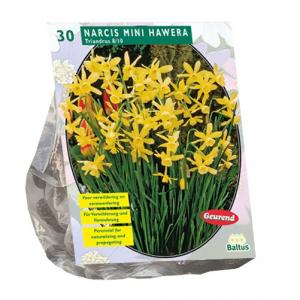 Baltus Bloembollen Baltus Narcis Mini Hawera narcissen bloembollen per 30 stuks
