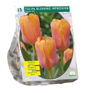 Baltus Bloembollen Baltus Tulipa Blushing Impression Darwin tulpen bloembollen per 15 stuks
