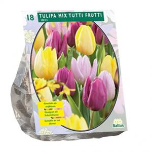 Baltus Bloembollen Baltus Tulipa Mix Tutti Frutti tulpen bloembollen per 18 stuks