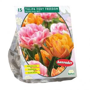 Baltus Bloembollen Baltus Tulipa Foxy Freedom tulpen bloembollen per 15 stuks