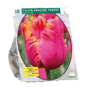 Baltus Bloembollen Baltus Tulipa Amazing Parrot Parkiet tulpen bloembollen per 10 stuks