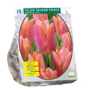 Baltus Bloembollen Baltus Tulipa Salmon Prince enkel vroeg tulpen bloembollen per 15 stuks