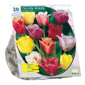 Baltus Bloembollen Baltus Tulipa Gefranjerd Mix tulpen bloembollen per 20 stuks