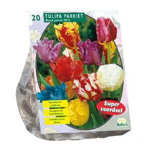 Baltus Bloembollen Baltus Tulipa Parkiet Mix tulpen bloembollen per 20 stuks