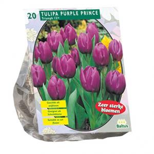 Baltus Bloembollen Baltus Tulipa Purple Prince Triumph tulpen bloembollen per 20 stuks