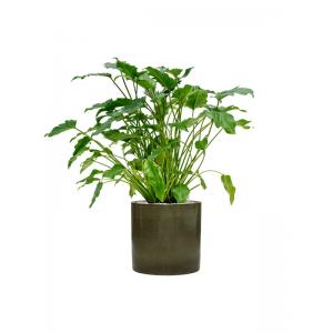 Plantenwinkel.nl Plant in Pot Philodendron Xanadu 90 cm kamerplant in Cylinder Green 30 cm bloempot