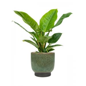 Plantenwinkel.nl Plant in Pot Philodendron Imperial Green 65 cm kamerplant in Linn Deep Green 25 cm bloempot